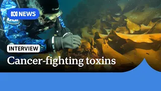 Scientists discover potential melanoma-fighting toxin in Antarctic sea squirts | ABC NEWS