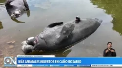 New findings of dead native species in Rosario Creek