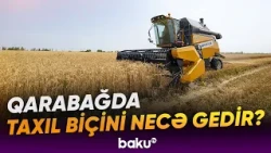 Taxıl biçininin yavaş-yavaş yekunlaşdığı dövrdə sahələrdə vəziyyət necədir? - Baku TV