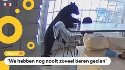 Bears hunting for food in American towns