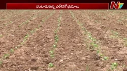 El Niño Impact: వర్షాలు ఆలస్యం.. తెలంగాణ రైతులు ఏ పంట వైపు మొగ్గు చూపుతున్నారు? | NTV Telugu