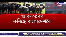 ৰাজ্যত চলিছে এইবাৰ ম’হৰ ছিণ্ডিকেট