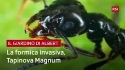 Tapinoma magnum: The Invasive Ant in Ticino | Il Giardino di Albert | RSI
