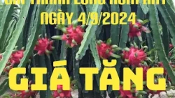 Giá thanh Long hôm nay ngày 4/9/2024 l TV Bình Thuận