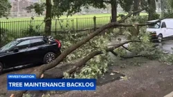 Investigation: Philadelphia faces yearslong backlog in tree maintenance