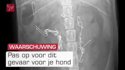 Dierenarts waarschuwt: 'Honden slikken vishaken in, het is zomaar gebeurd'