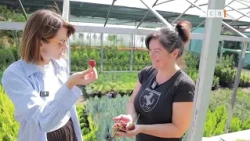 This Strawberry Keeps Producing Until Autumn! The Truth About Everbearing Varieties