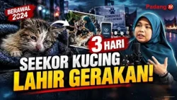 Rescuing a Dying Cat in the Rain: This Struggle Sparked a Cat Care Journey!