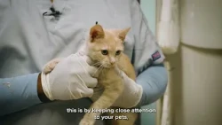 Pet Tips | Animal Pain Awareness Month