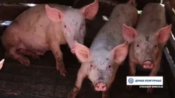 TV Informator  - FARMA SVINJA U BRANESCIMA GORNJIM 18 08 2026