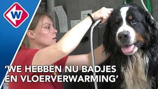 In 100 jaar is er heel veel veranderd in bekend dierenasiel