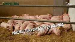Porcicultura Orgánica en Holanda: Bienestar, Manejo y Éxito 🐖✨- TvAgro por Juan Gonzalo Angel