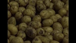 Өңірлік тұрақтандыру қорына ауыл шаруашылығы өнімдері жиналуда
