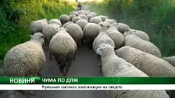 ЧУМА ПО ДПЖ: Румъния започва ваксинация на овцете