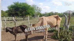 Livestock Alert: The drought killing cattle - TvAgro by Juan Gonzalo Angel