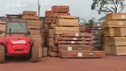 BOIS CAMEROUNAIS - Les milliards qui s'évaporent