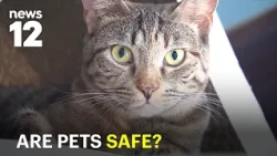 After 21 dogs died, New York considers major changes to pet boarding rules