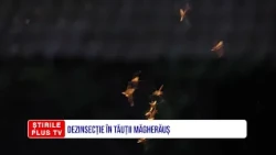 DEZINSECȚIE ÎN TĂUȚII MĂGHERĂUȘ