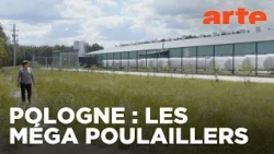 Un village et un million de poulets | ARTE Regards