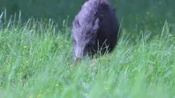 Pojačana prisutnost lovaca u lovištima OBŽ