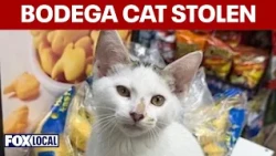 Park Slope rallies after video shows couple stealing Brooklyn bodega cat