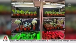 Singapore commits S$138m to boost food security and agri-food innovation over five years