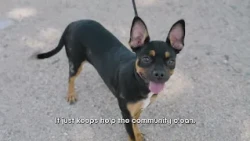 Pet Tips | Picking Up After Pets