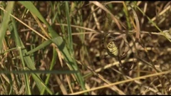 Au Moeraske, Bart Hanssens recense des insectes de plus en plus rares