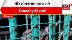 Gir Somnath Wild Animal Attack | ગીર સોમનાથમાં બાળખને દીપડાએ ફાડી ખાધો | Forest | News