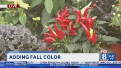 Dig This: Adding Fall Color