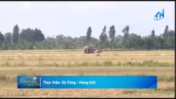 Hướng đến chuỗi giá trị lúa gạo bền vững tại Tây Ninh