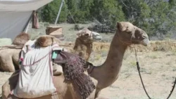Camels are coming back to El Morro National Monument