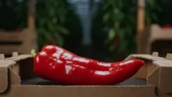 Was einen perfekten Spitzpaprika ausmacht