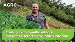 Agro Saúde e Cooperação - Produção de Repolho