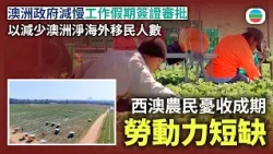 澳洲聯邦政府減慢工作假期簽證審批　西澳農民憂收成期勞動力短缺｜國際新聞｜無綫新聞｜TVB News｜2026/09/02