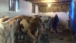 TV Informator  - JAVNI POZIV ZA DRUGI KVARTAL ZA MLEKO 14 7 2026