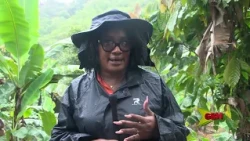 Diaspora aids spice replanting