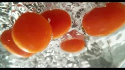 Canal Rural 30 Years | Tomato Farming