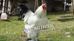 The exotic chickens everyone wants to have - TvAgro by Juan Gonzalo Angel