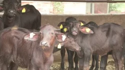 'Chaupal Charcha': Superior Breeds and Proper Management, the Ultimate Solution for Dairy Farming...