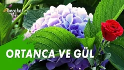 Bahçıvanın Elinden - Ortanca ve Gül