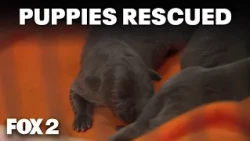 Litter of puppies in Detroit rescued after being left outside in the heat