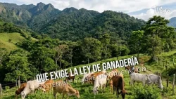 What the Sustainable and Deforestation-Free Livestock Law Requires - TvAgro by Juan Gonzalo Angel