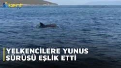 YELKENCİLERE YUNUS SÜRÜSÜ EŞLİK ETTİ