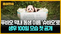 푸바오 막내 동생 이름 '슈바오'로...생후 100일 모습 첫 공개[세상만사] #슈바오 #아기판다 #에버랜드
