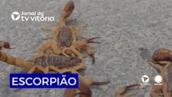 Scorpions found in homes baffle residents