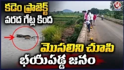Crocodile Spotted Under Kadem Project Flood Gates, Locals Panic in Nirmal | V6 News
