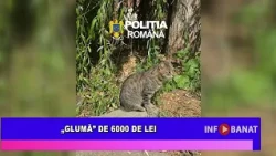 „Glumă” de 6000 de lei