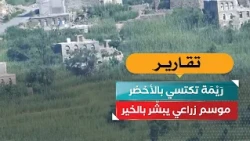 Raymah turns green.. An agricultural season that promises prosperity