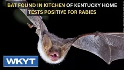 Bat found in kitchen of Kentucky home tests positive for rabies